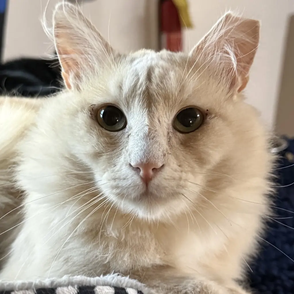 Rupert