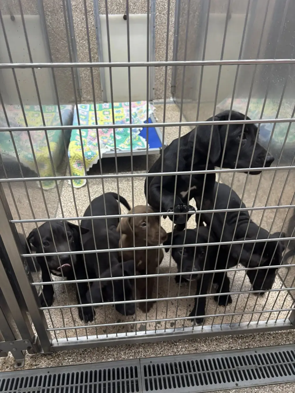 Pit Mix Puppies