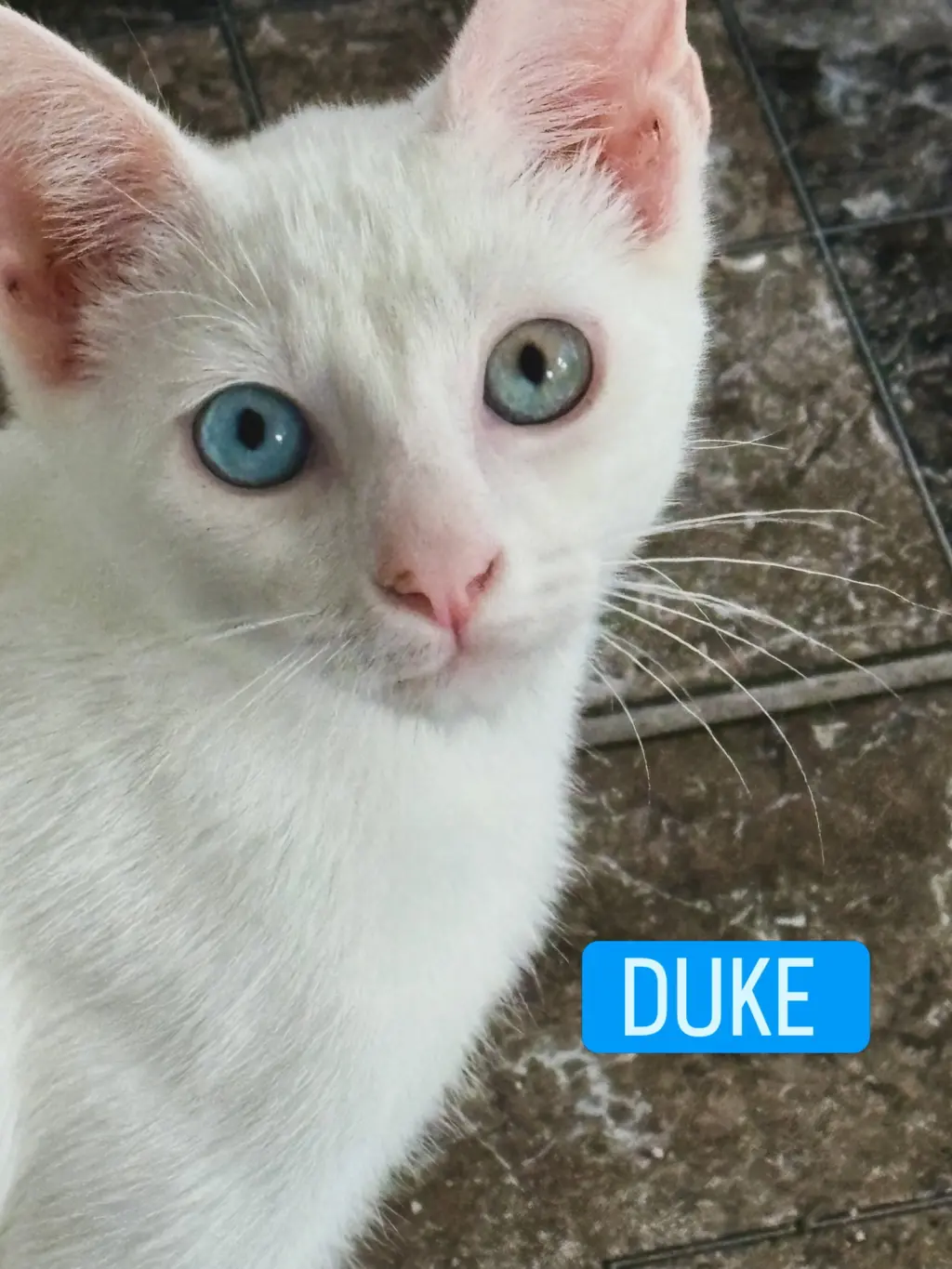 Duke