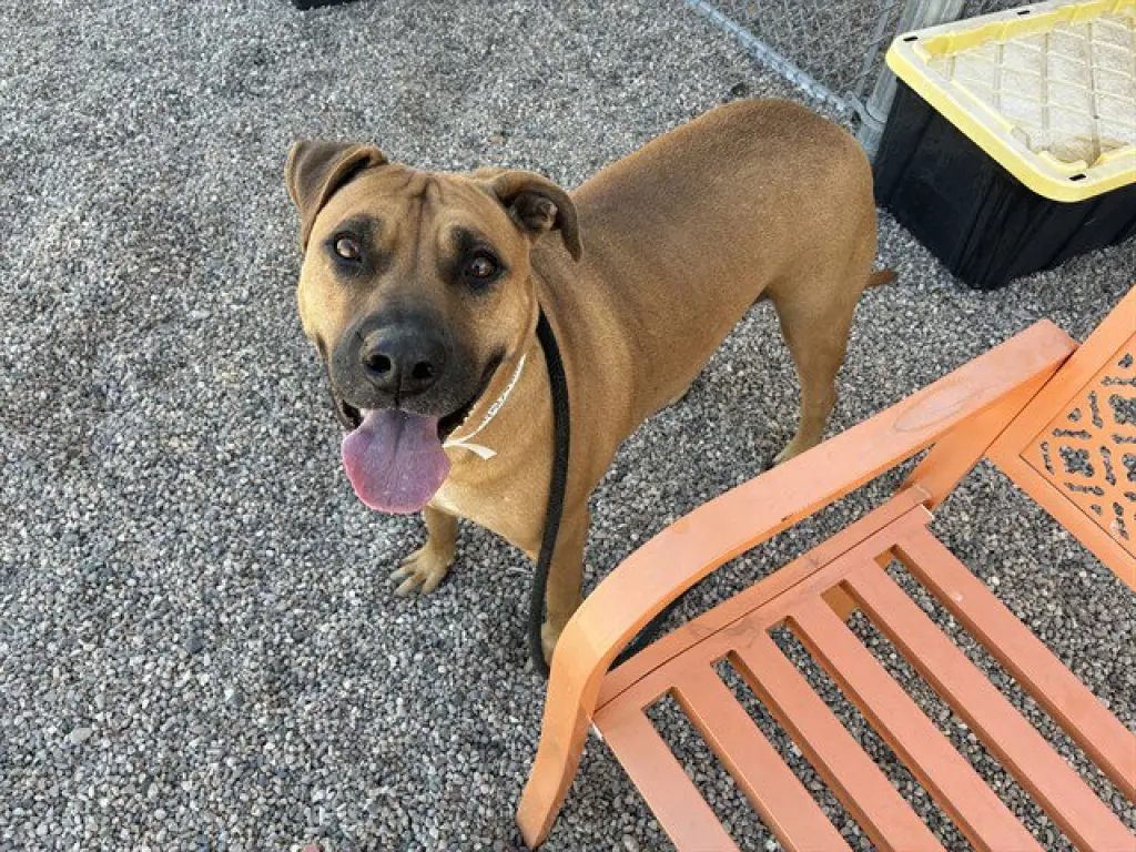 ROSIE