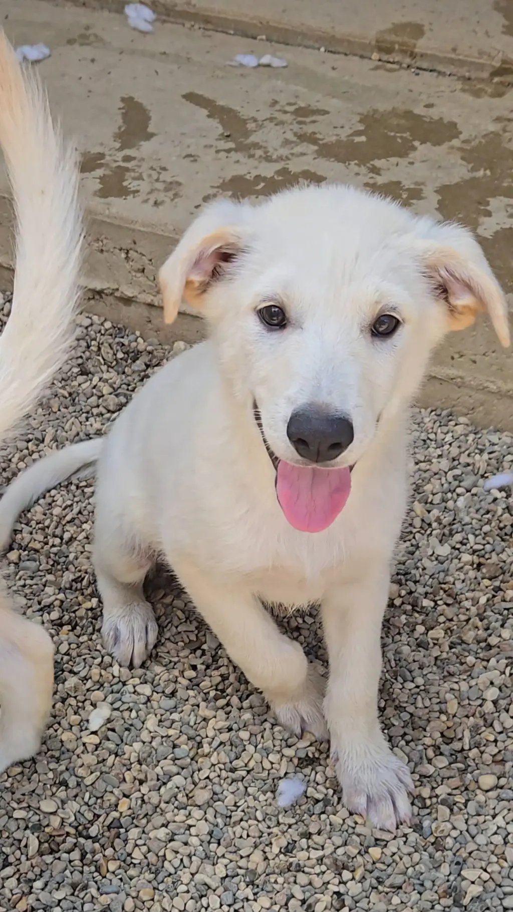 Pita