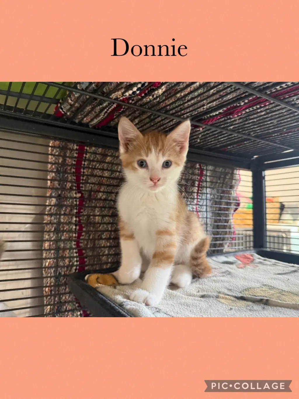 Dolly kitten- Donnie