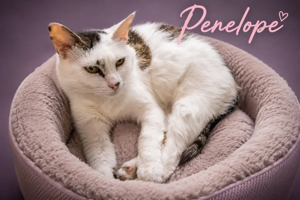 Penelope (FCID# 05/27/2026 - 28 Trainer)