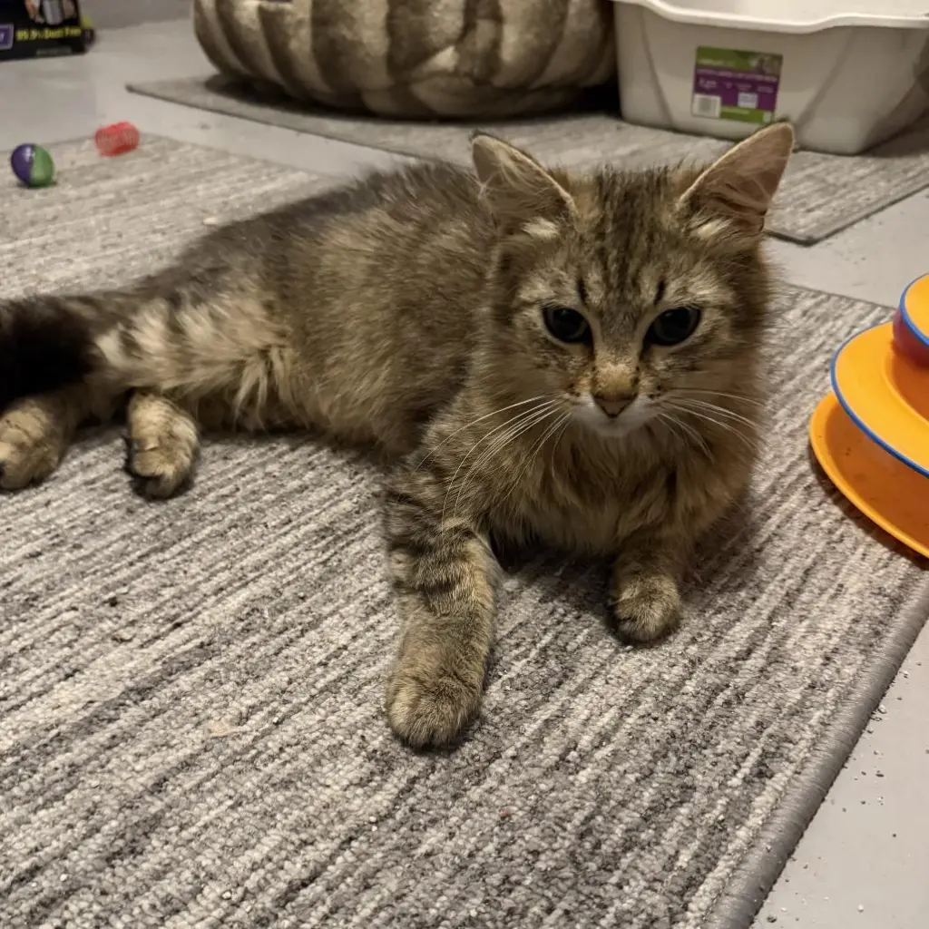 Frankie