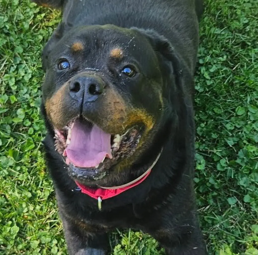 Coco