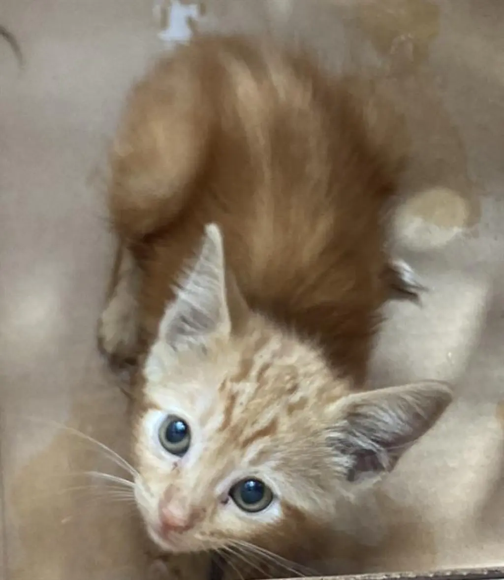 CHEDDAR