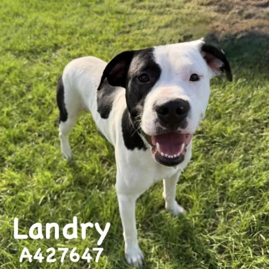 LANDRY