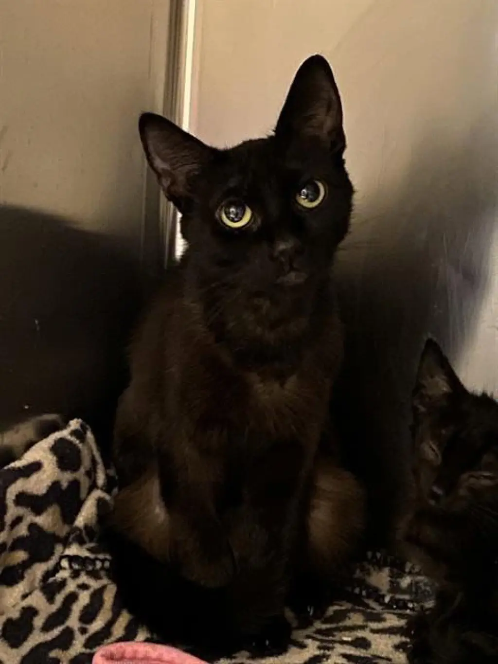 NOVA