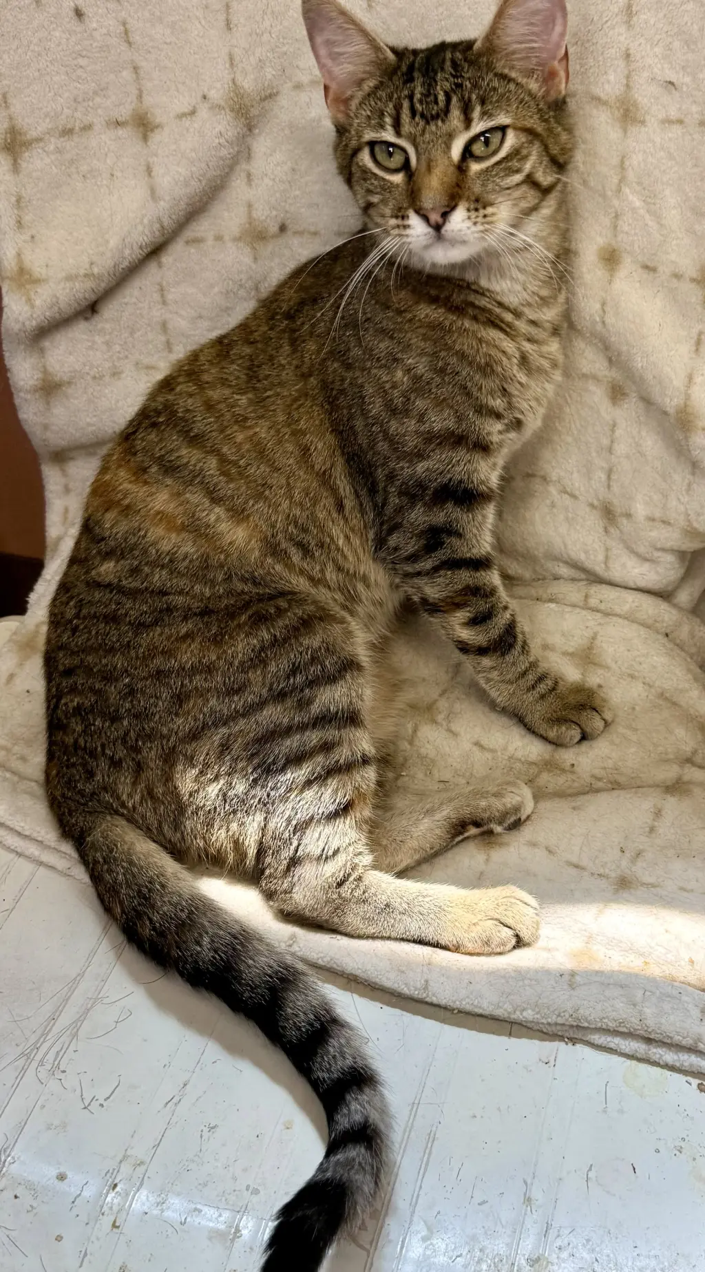 Hazel