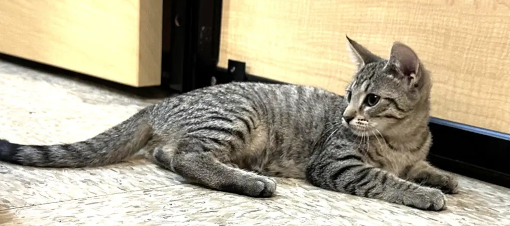 stella