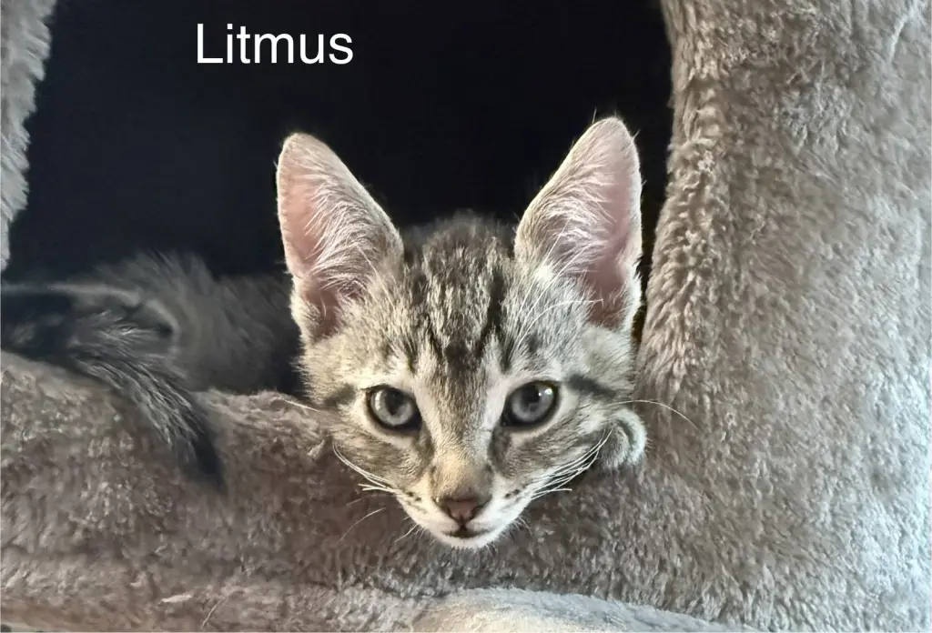 Litmus 5.23.26 (med waiver)