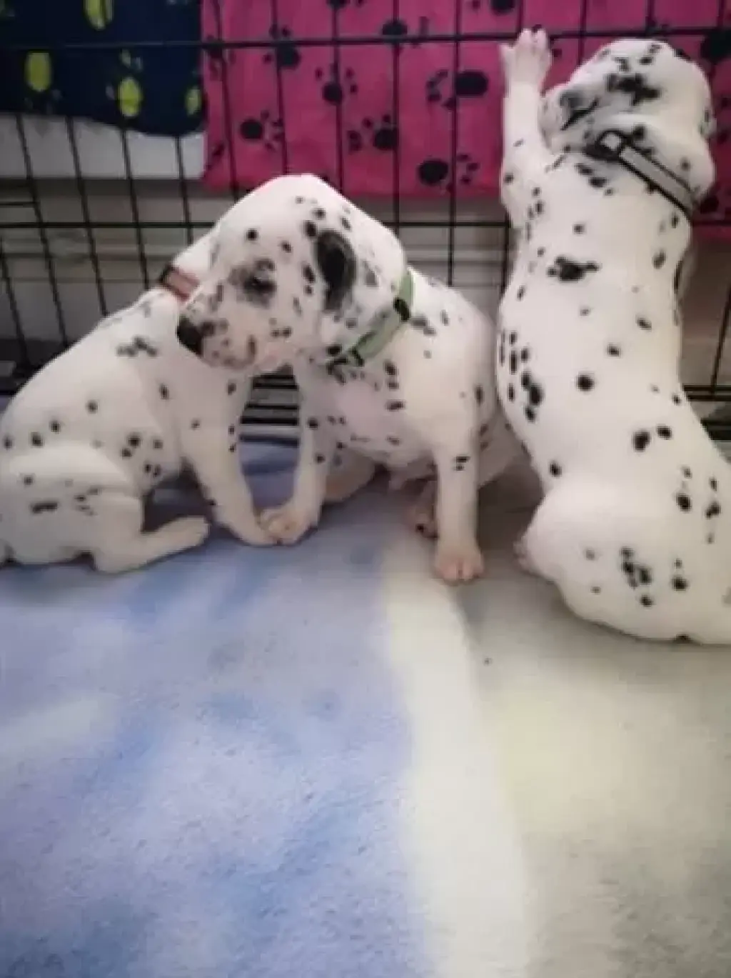 Venta de cachorros dálmatas
