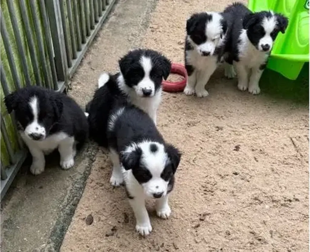 Cachorros de border collie