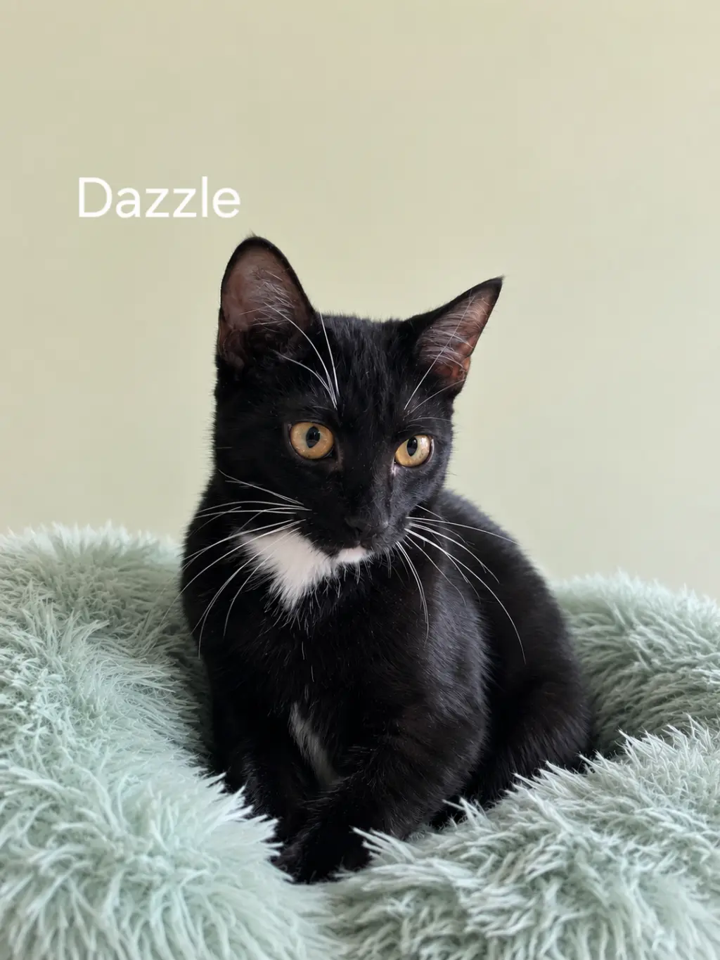 Dazzel