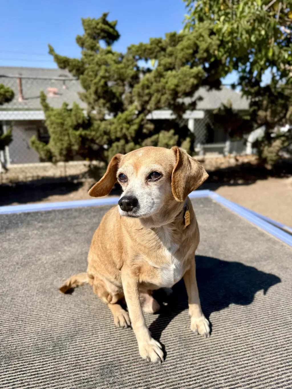 Ollie