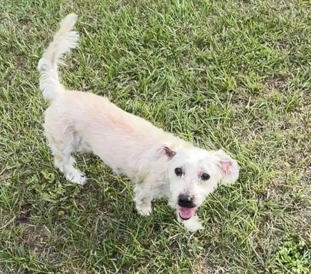 Molly
