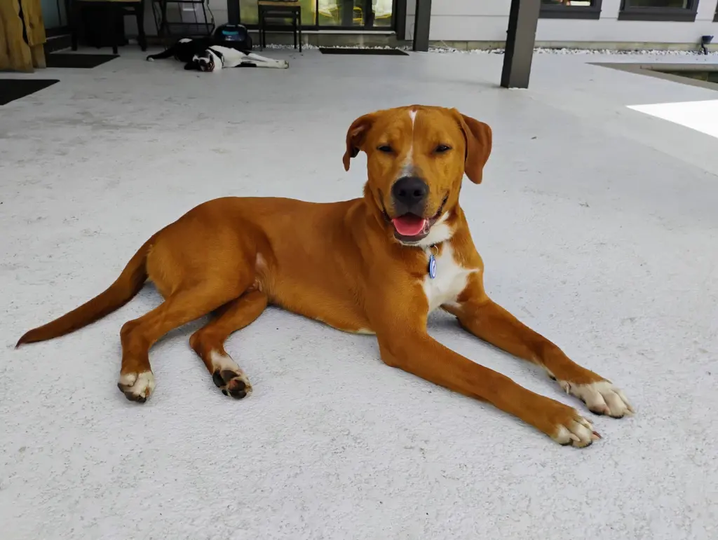 Bruno- our golden boy