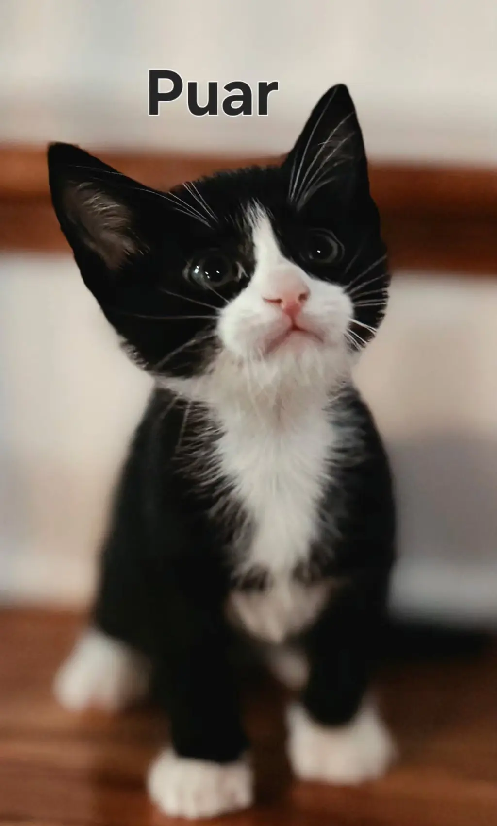 KITTEN PUAR