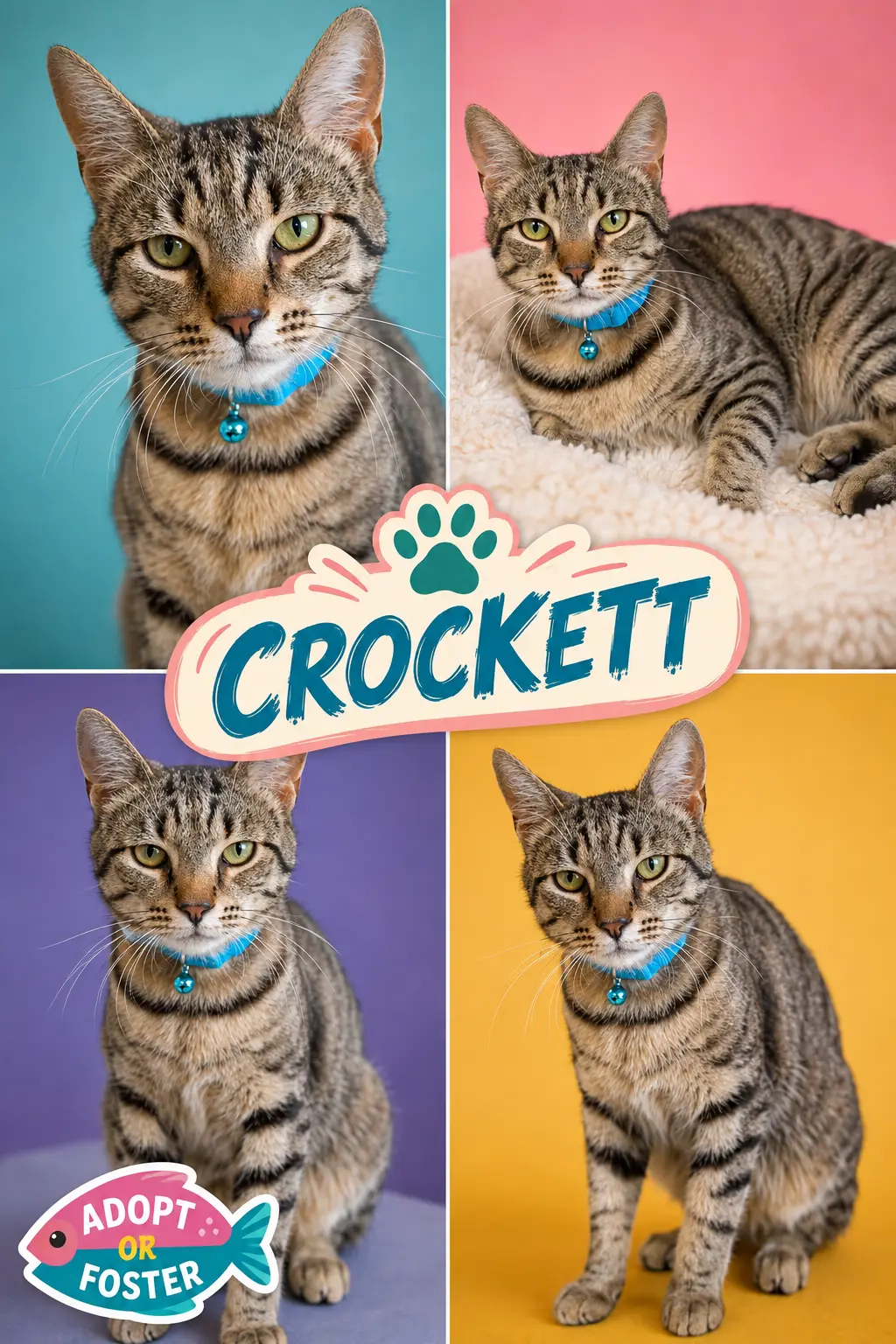 Crockett (FCID# 05/26/2026 - 52 Trainer)