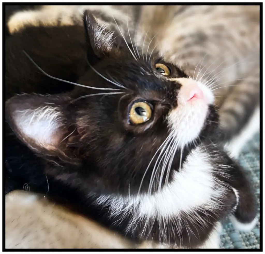 Pixie
