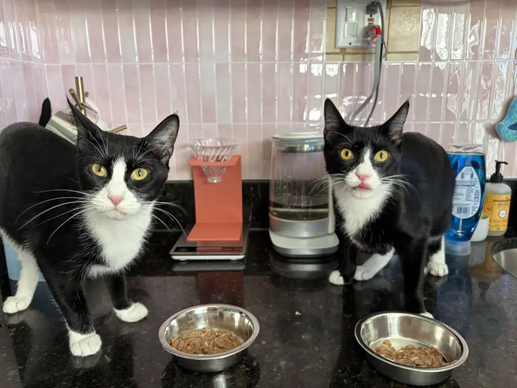 Domino and Pips!