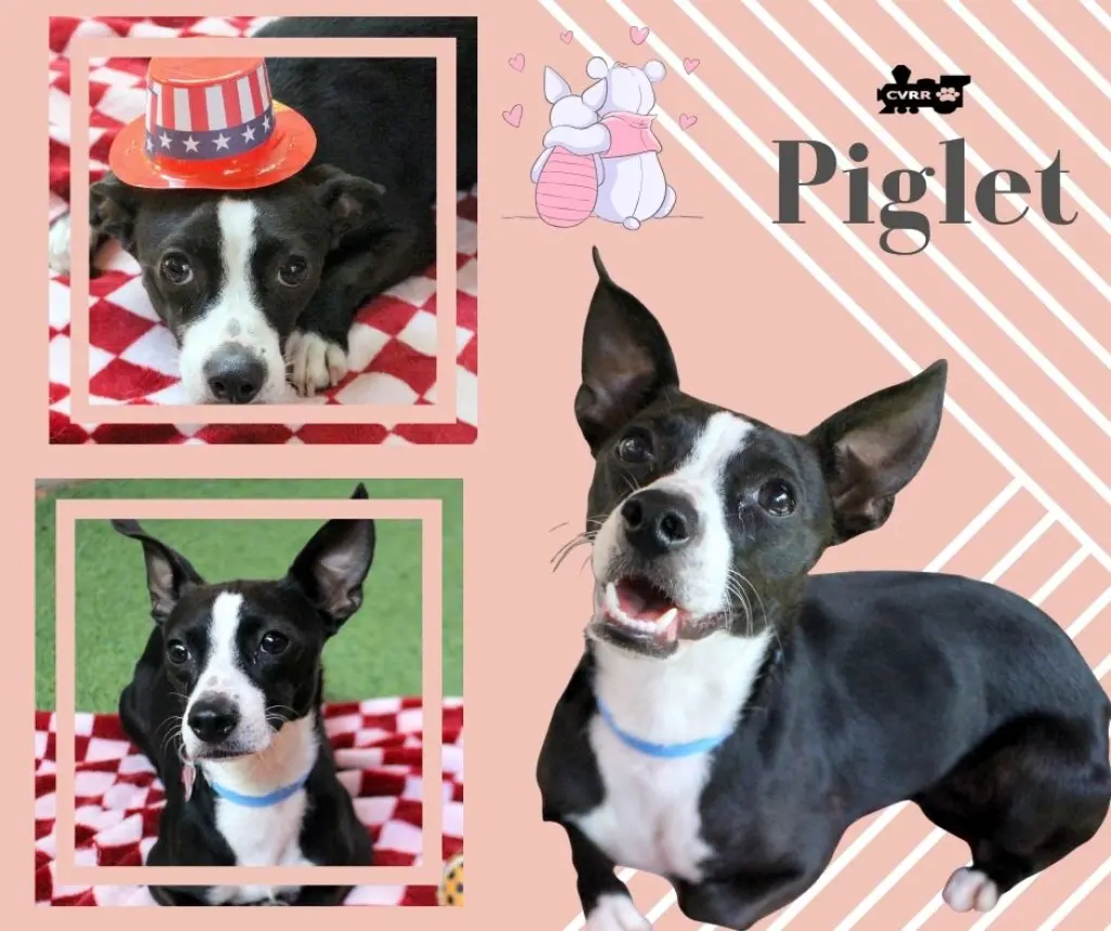 Piglet