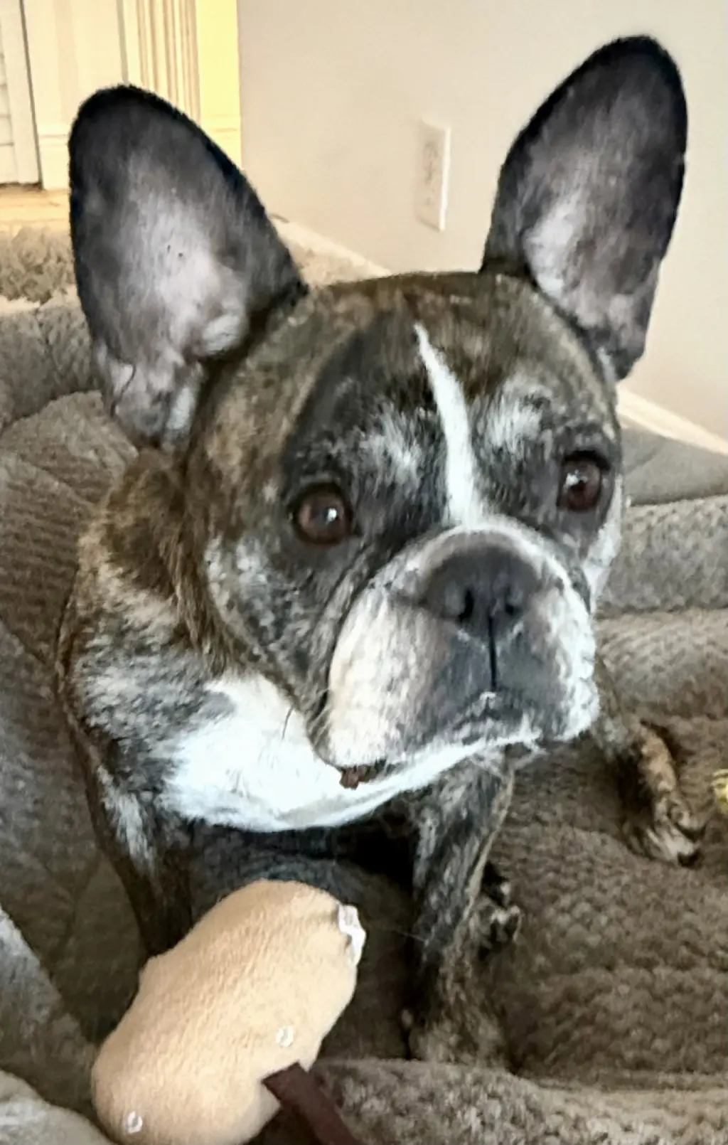 Purebred French Bulldog Dolly