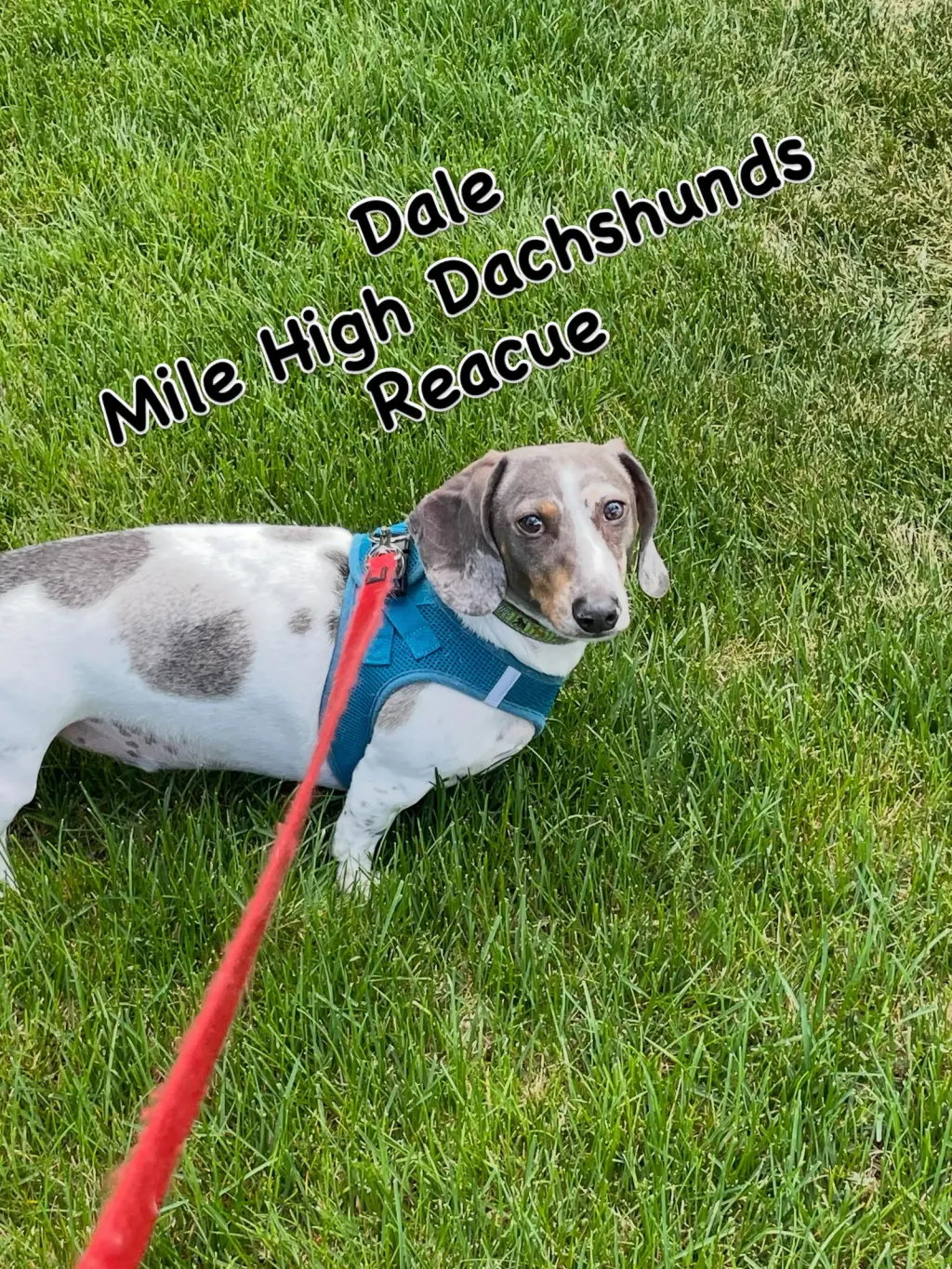Dale