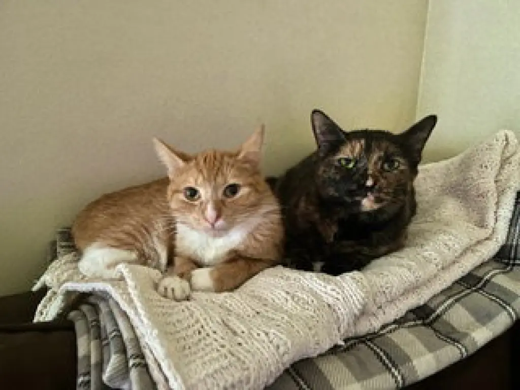 Rocket & Juniper