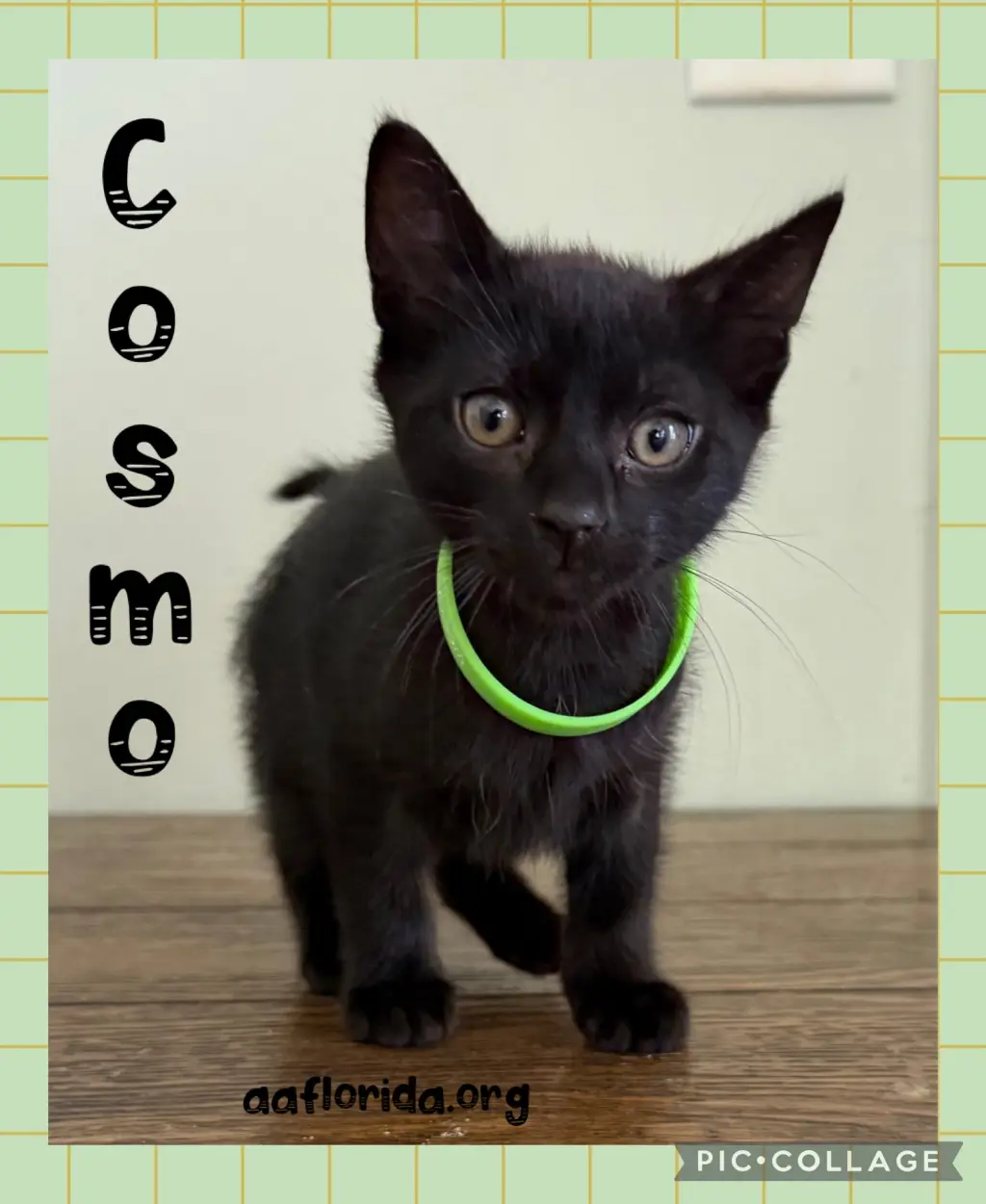 Cosmo
