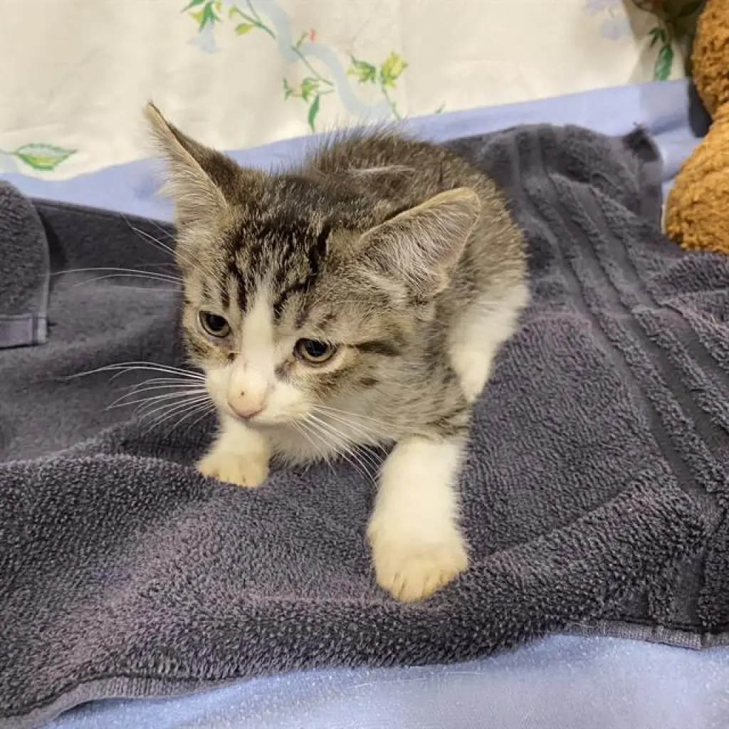 A611117
