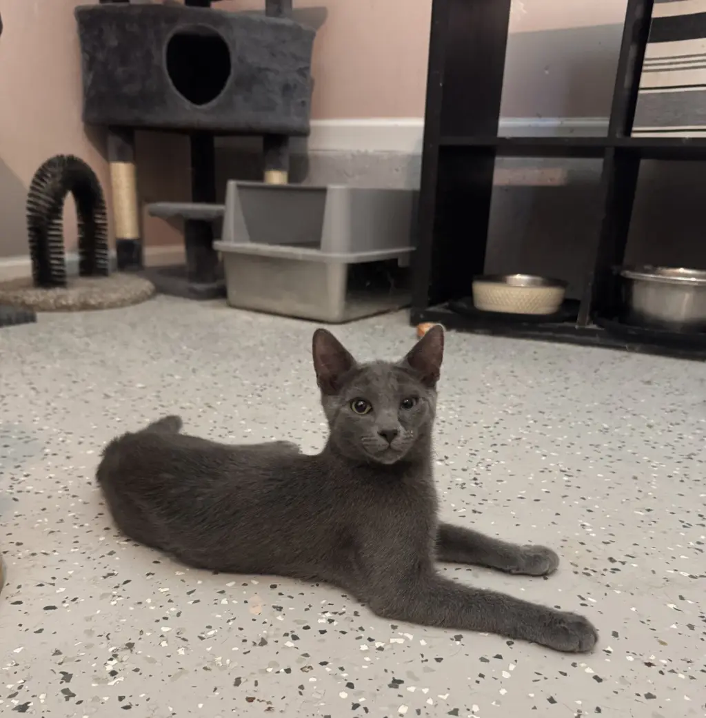 Odin =^.^=