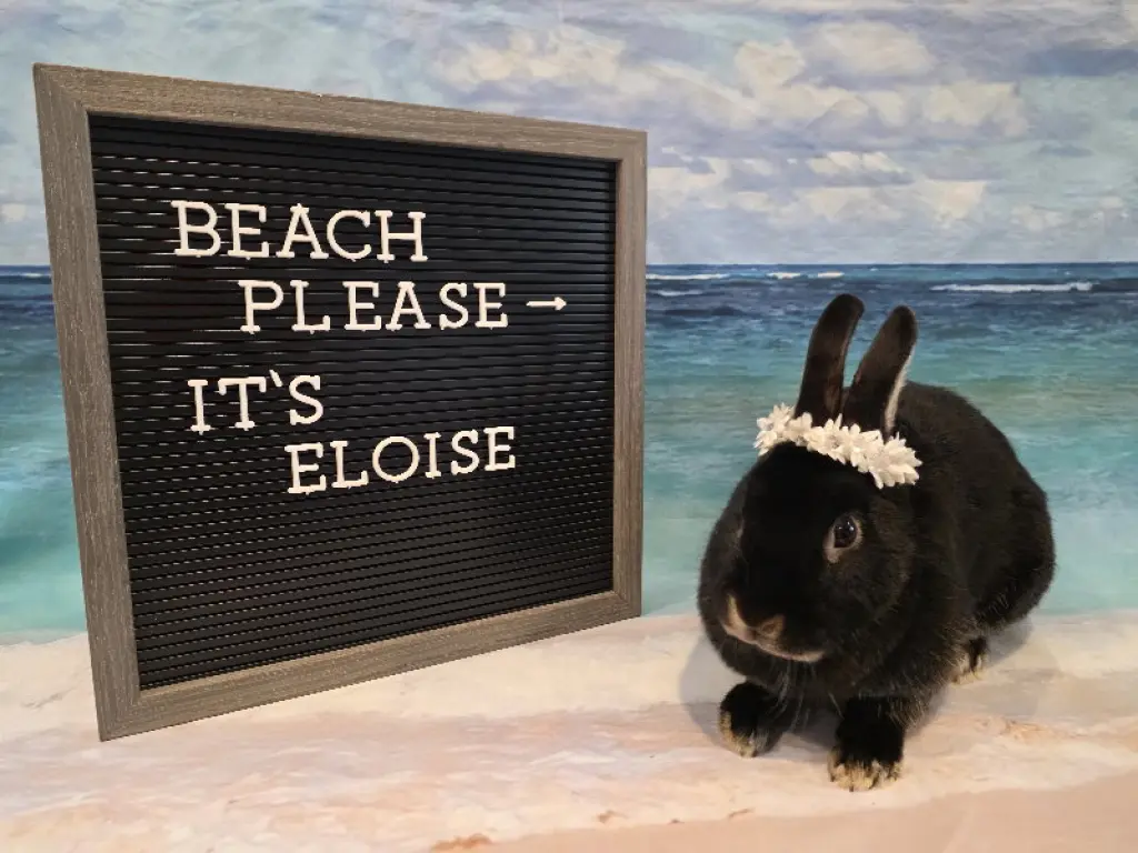 Eloise