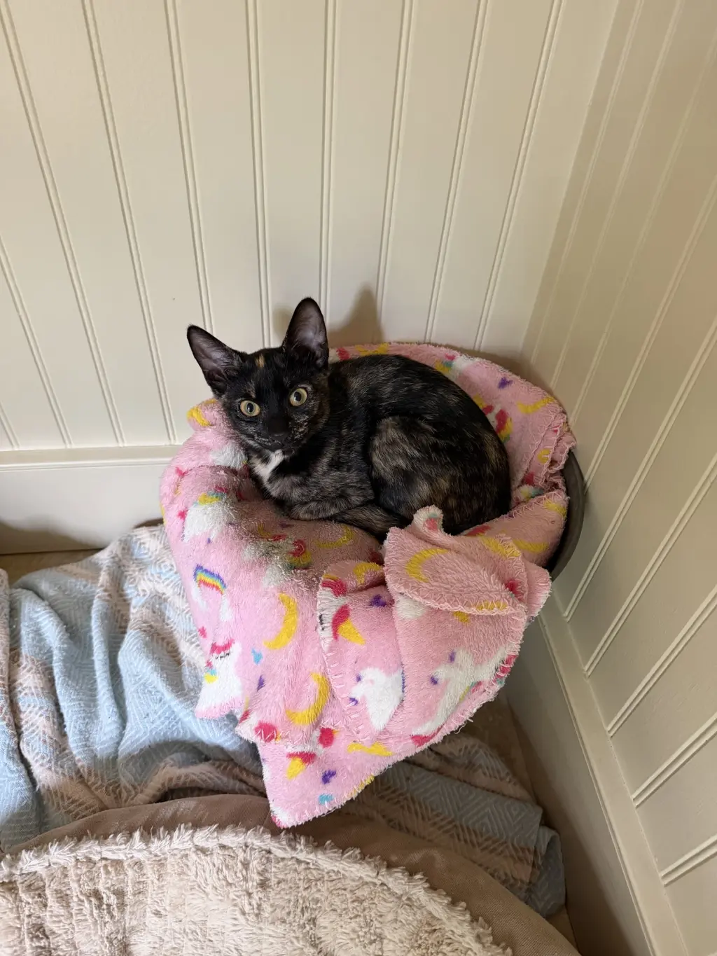 Rosie KITTEN