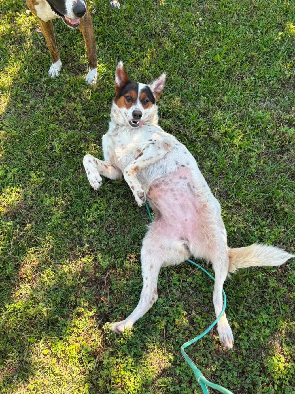 Pippa