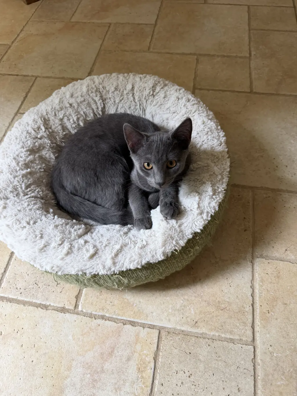 Wally KITTEN