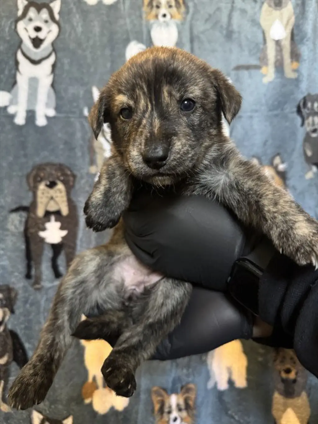 PEPPER