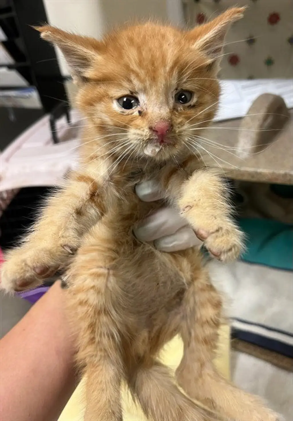 GARFIELD