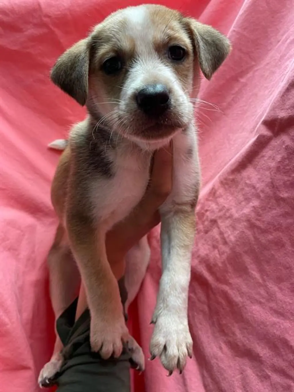 FRANKIE