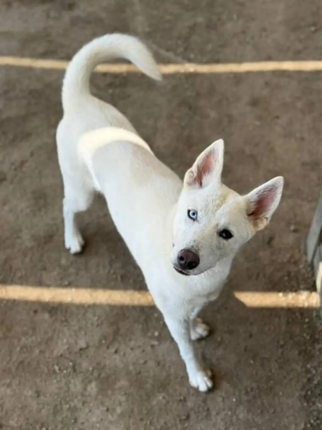 MIA