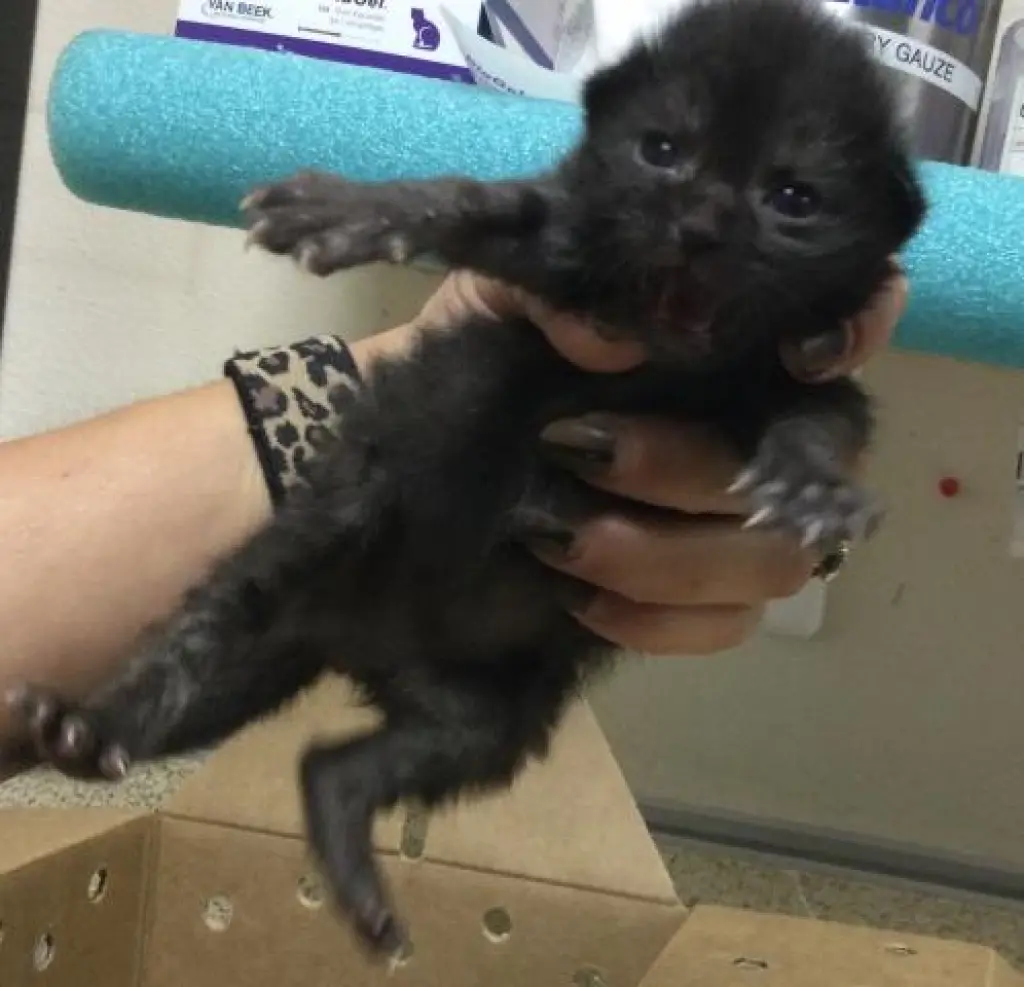 ABU