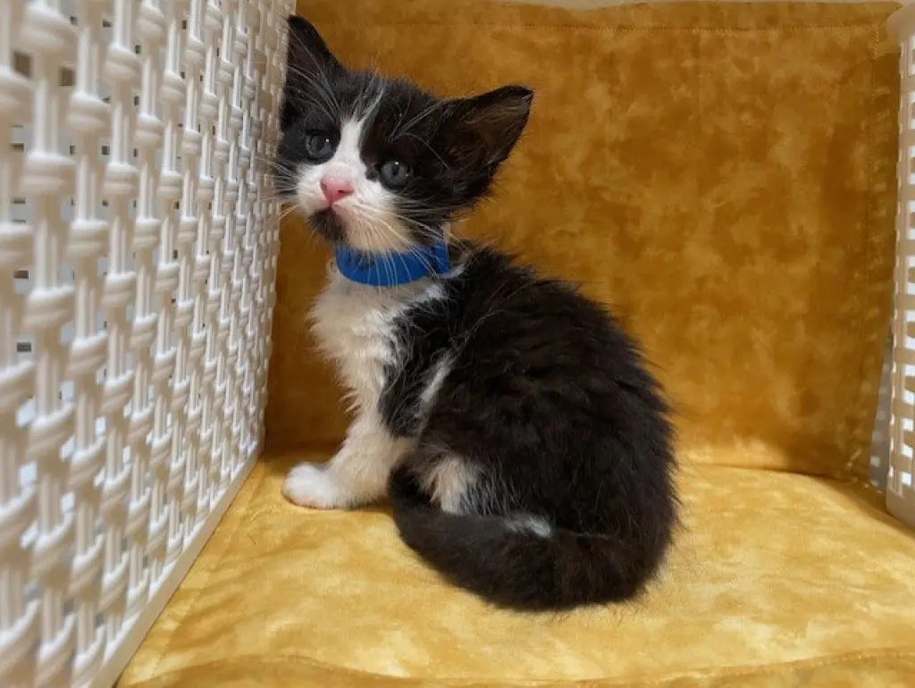 OREO