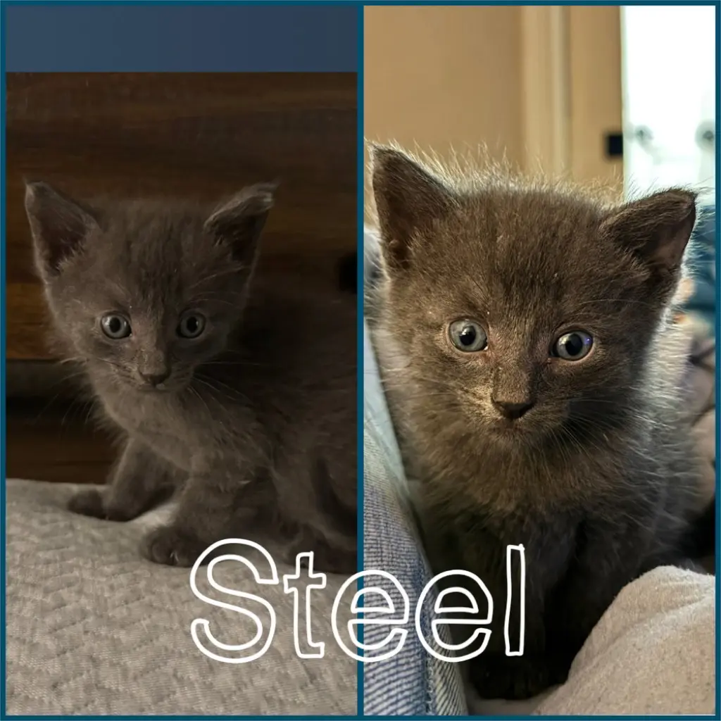 Steel