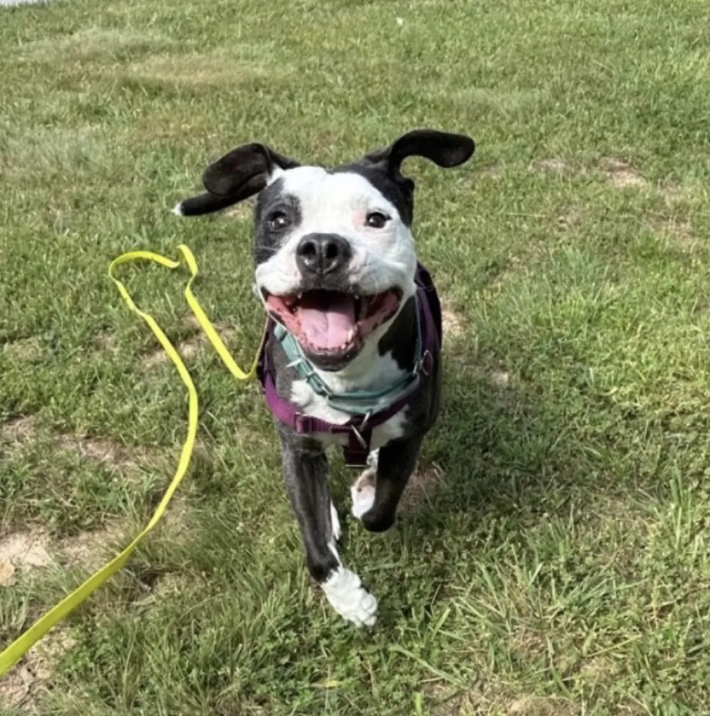 Domino