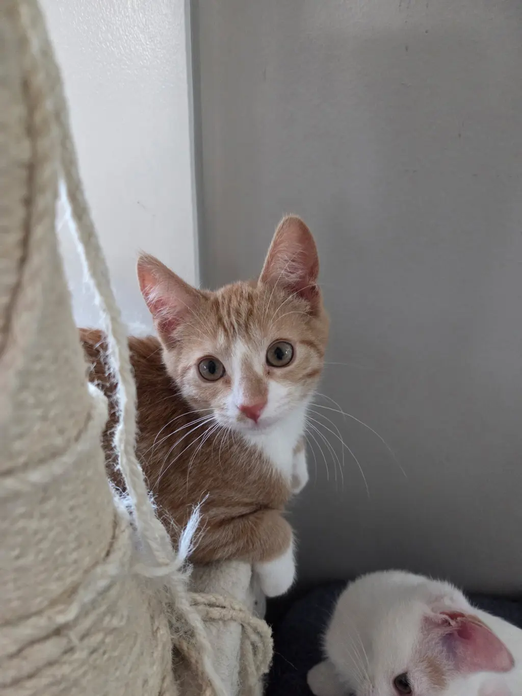 Peanut =^.^=