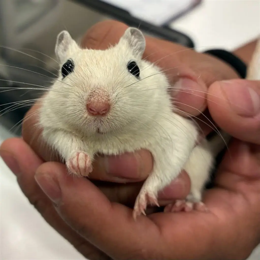 NUGGET