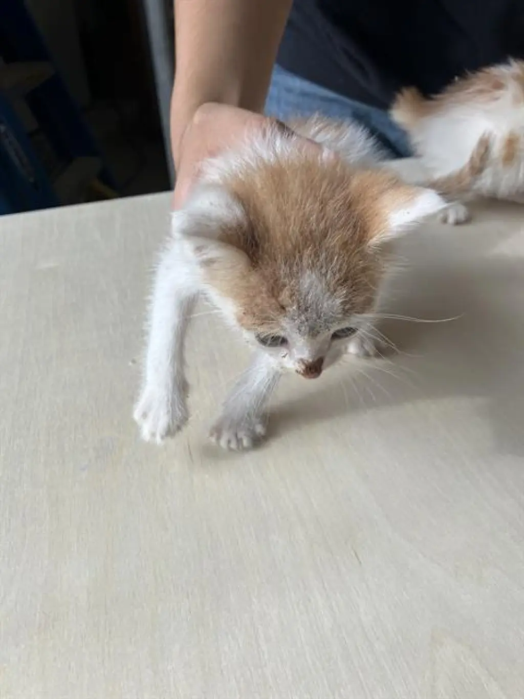 THEODORE