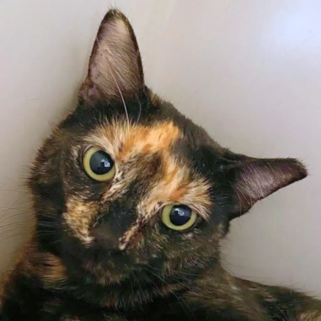 Fifi