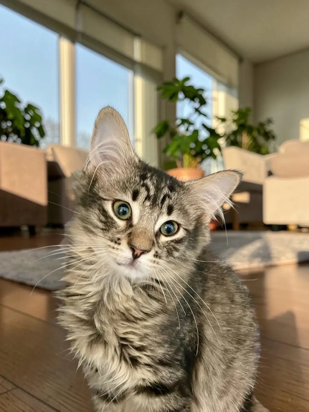 Gus