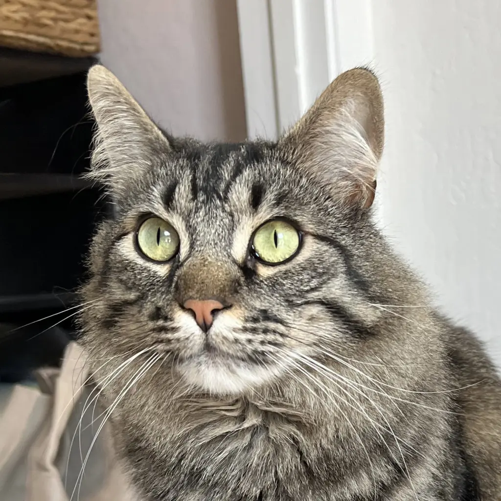 Oreo